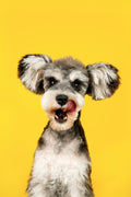 New Puppy Survival Guide | Puppy Training & Care Guide