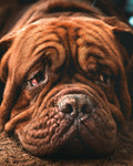 The Senior Dog Care Planner