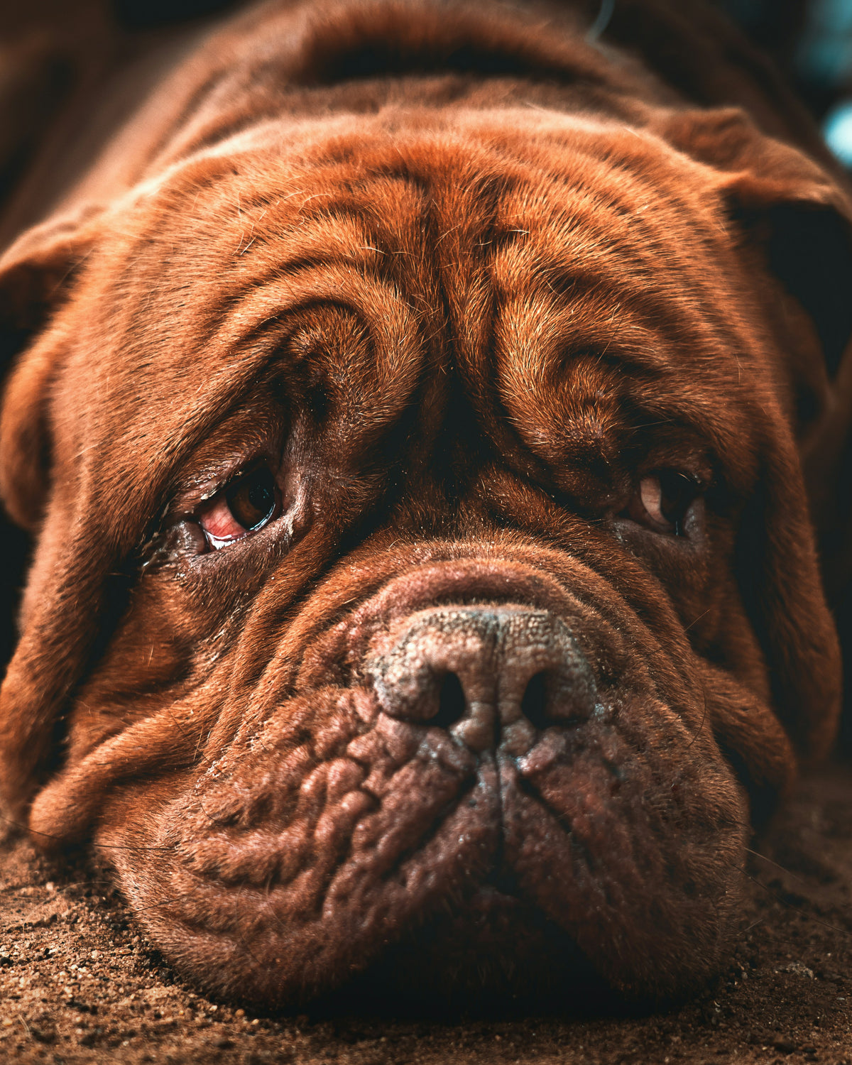 The Senior Dog Care Planner